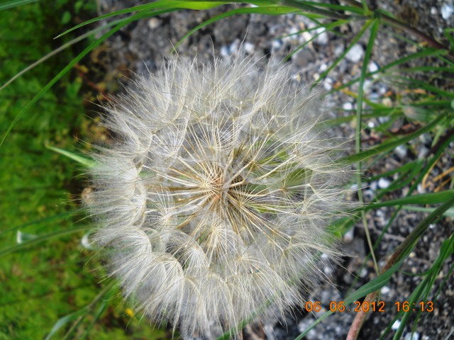 Tragopogon dubius