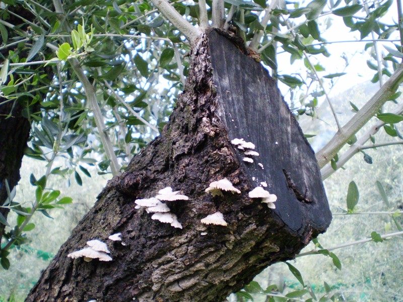 da identificare (Schizophyllum commune)