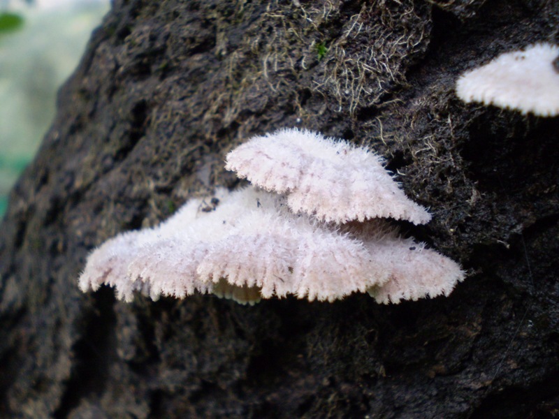 da identificare (Schizophyllum commune)