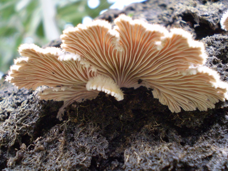 da identificare (Schizophyllum commune)