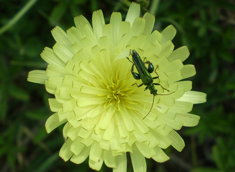 oedemera nobilis