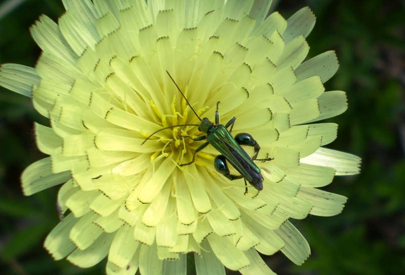 oedemera nobilis