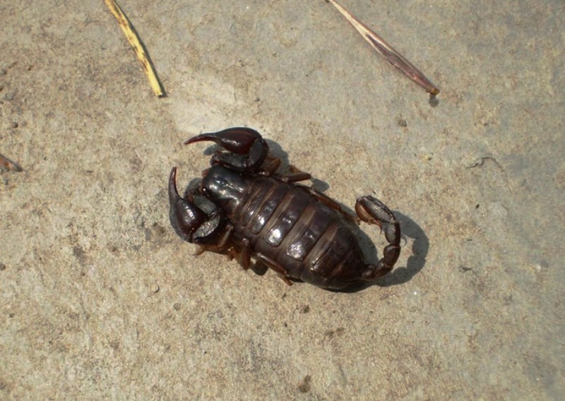 Euscorpius concinnus