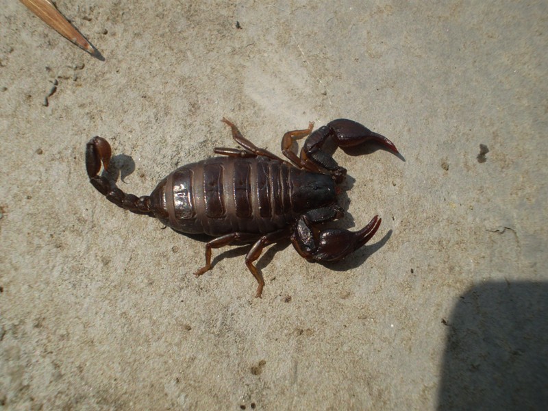 Euscorpius concinnus