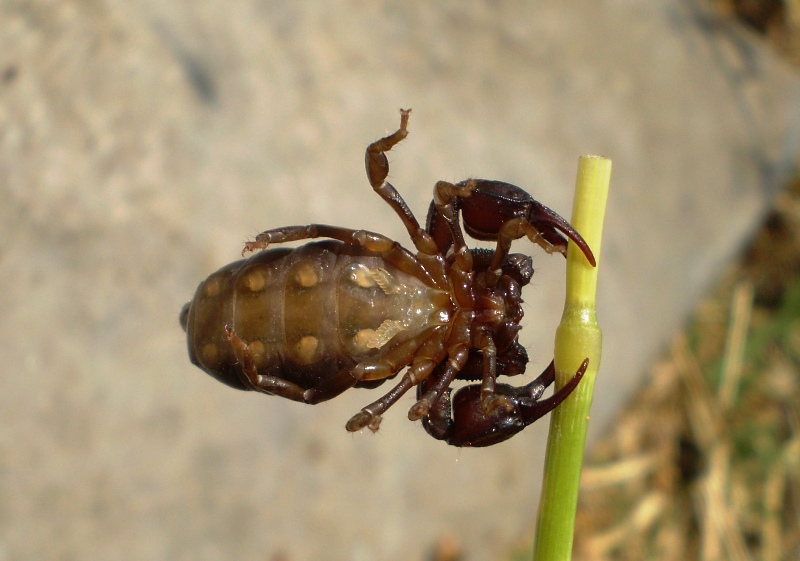 Euscorpius concinnus