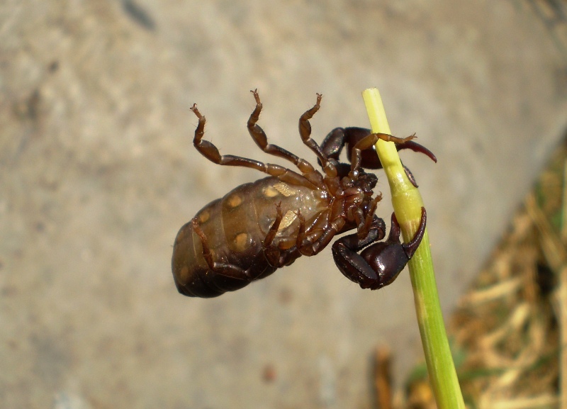 Euscorpius concinnus