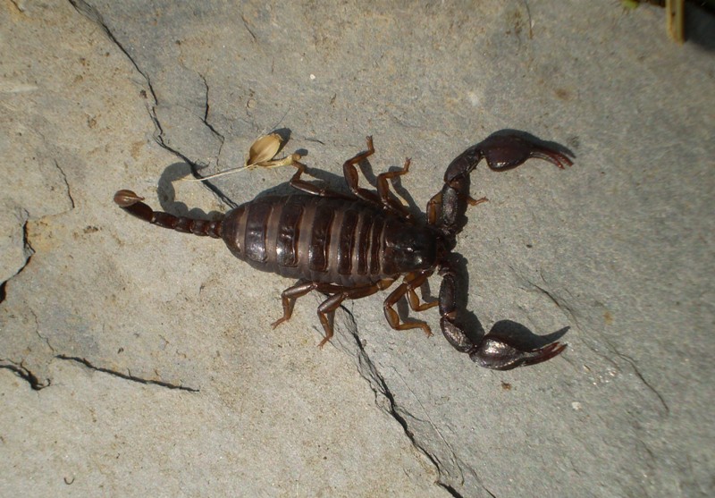 Euscorpius concinnus