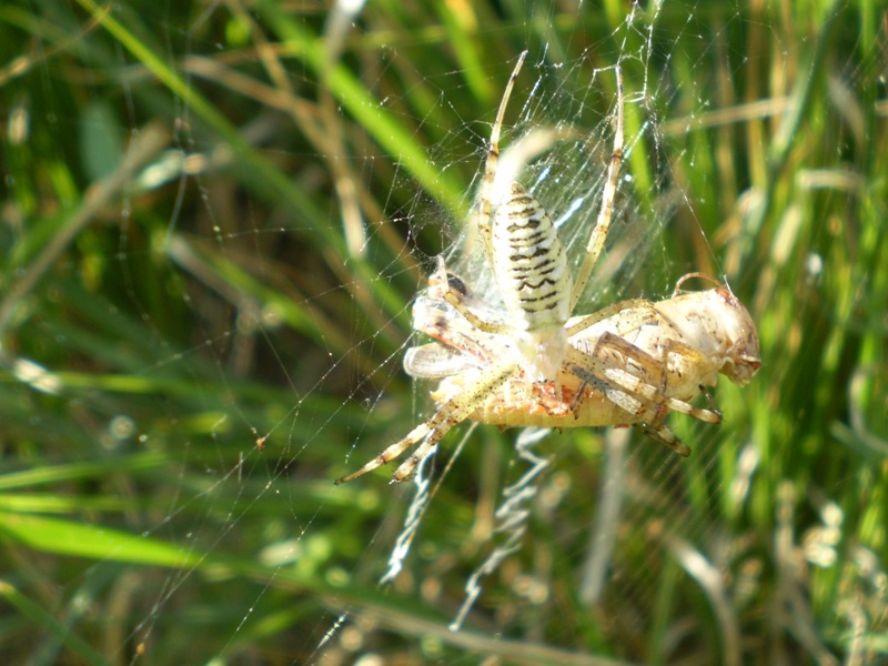 Argiope bruennichi con preda