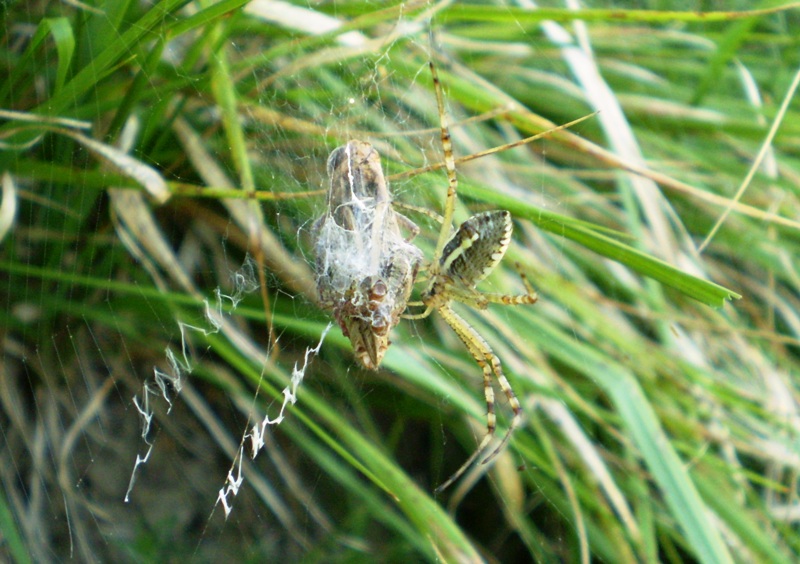 Argiope bruennichi con preda