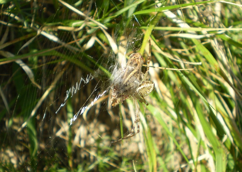 Argiope bruennichi con preda