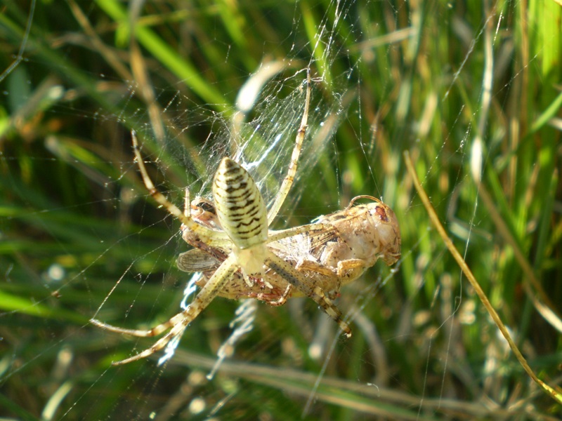 Argiope bruennichi con preda