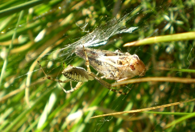 Argiope bruennichi con preda