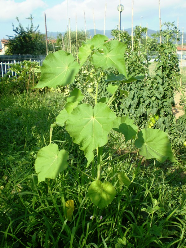  un''infestante? - Abutilon theophrasti