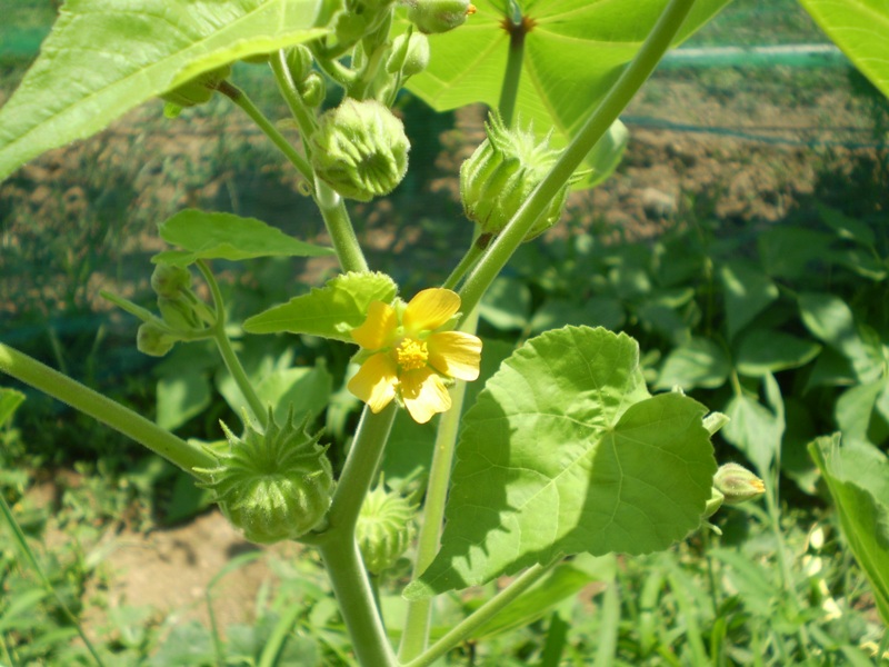  un''infestante? - Abutilon theophrasti