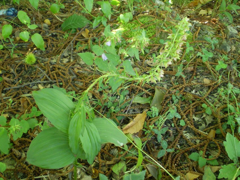 Ancora Epipactis.... helleborine?