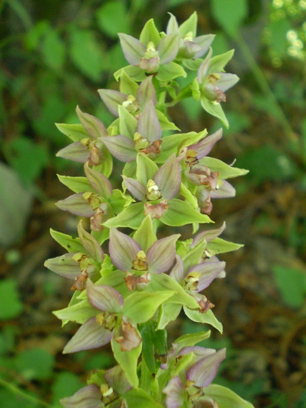 Ancora Epipactis.... helleborine?