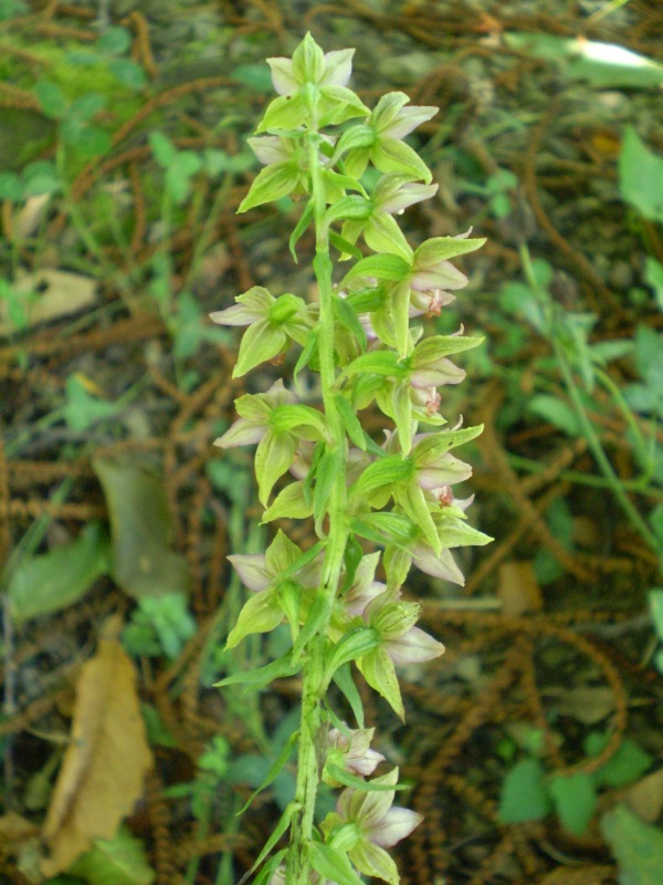 Ancora Epipactis.... helleborine?
