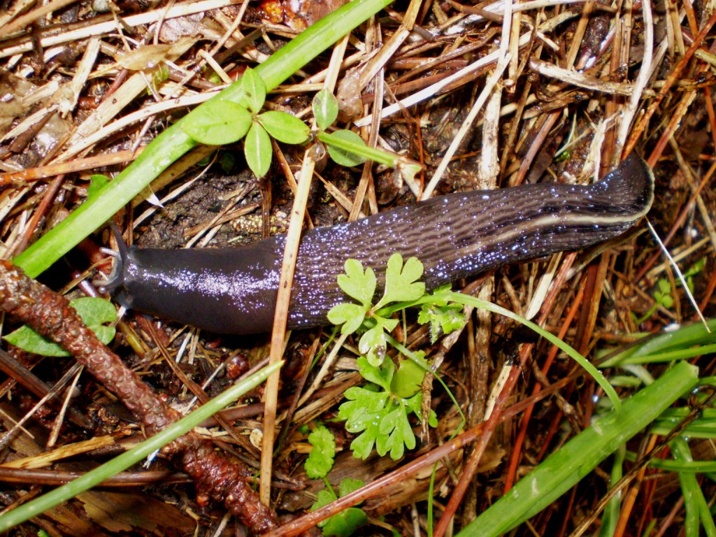 Limax aldrovandi Moquin-Tandon 1855 da Levanto (SP)