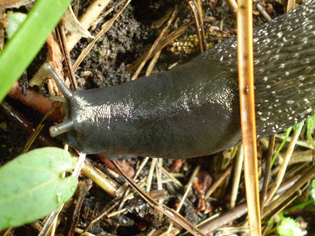 Limax aldrovandi Moquin-Tandon 1855 da Levanto (SP)