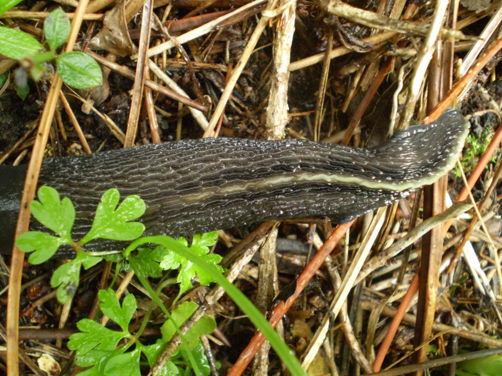 Limax aldrovandi Moquin-Tandon 1855 da Levanto (SP)