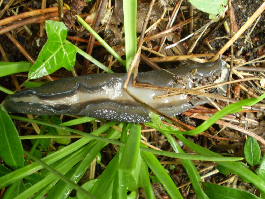 Limax aldrovandi Moquin-Tandon 1855 da Levanto (SP)