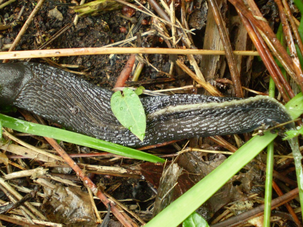 Limax aldrovandi Moquin-Tandon 1855 da Levanto (SP)