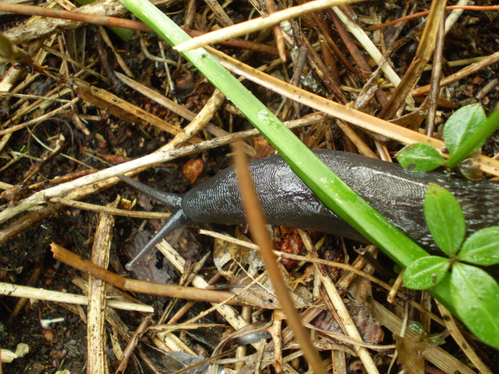 Limax aldrovandi Moquin-Tandon 1855 da Levanto (SP)