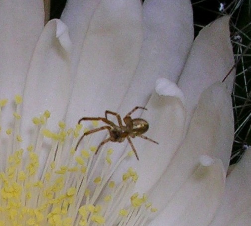 da identificare (Zygiella?)