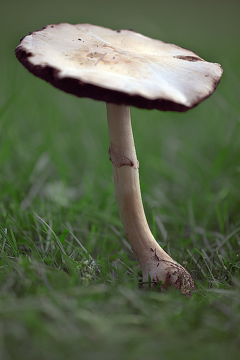 Agaricus sp.