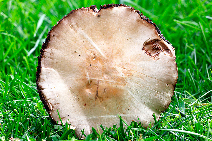 Agaricus sp.