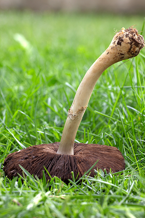 Agaricus sp.