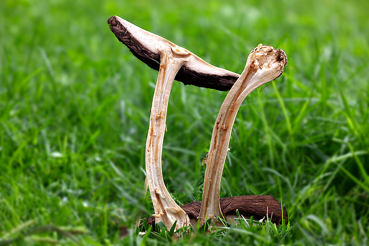 Agaricus sp.