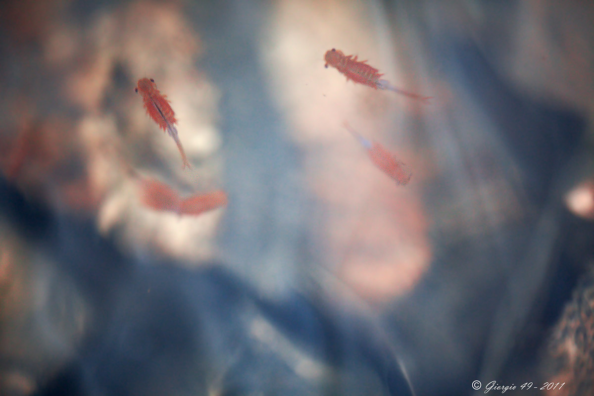 Chirocephalus marchesoni