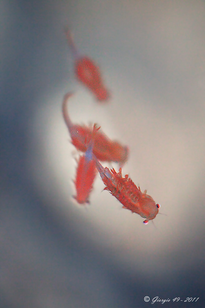 Chirocephalus marchesoni