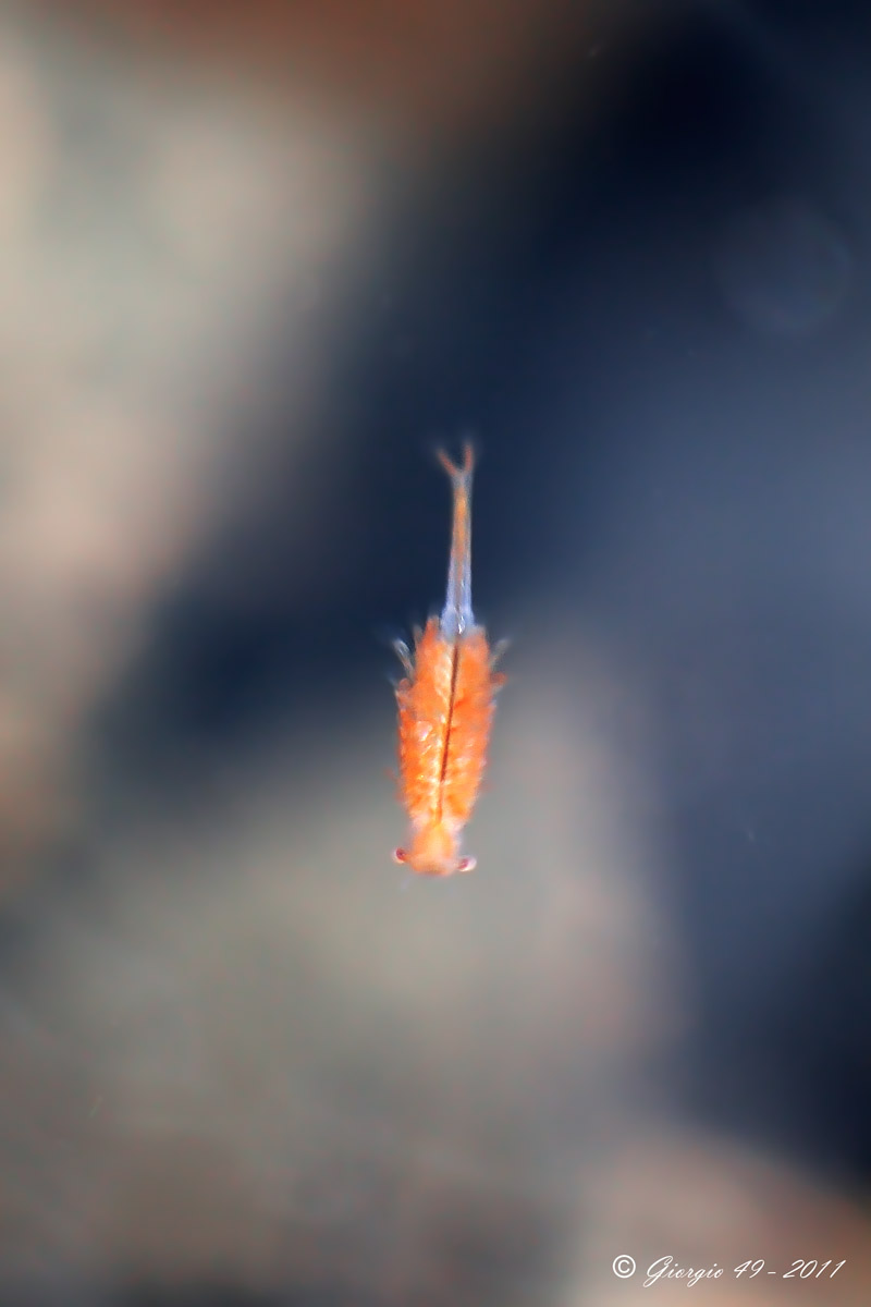 Chirocephalus marchesoni