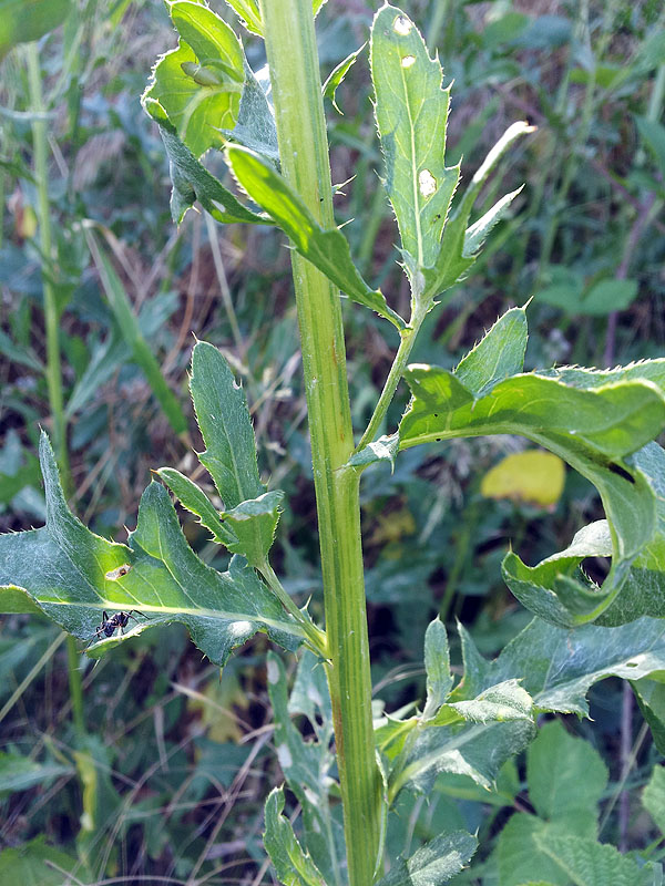 Cirsium arvense / Cardo campestre