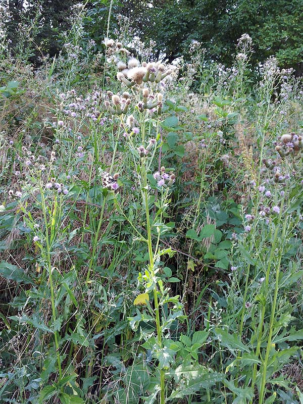 Cirsium arvense / Cardo campestre