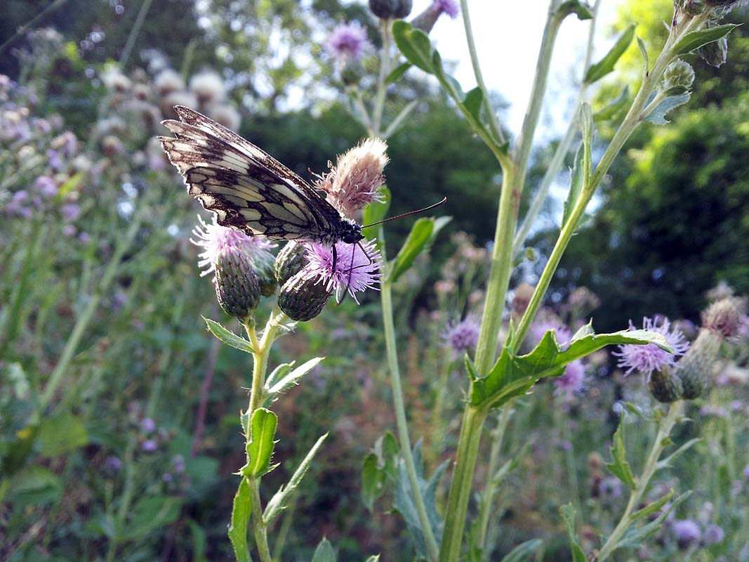 Cirsium arvense / Cardo campestre