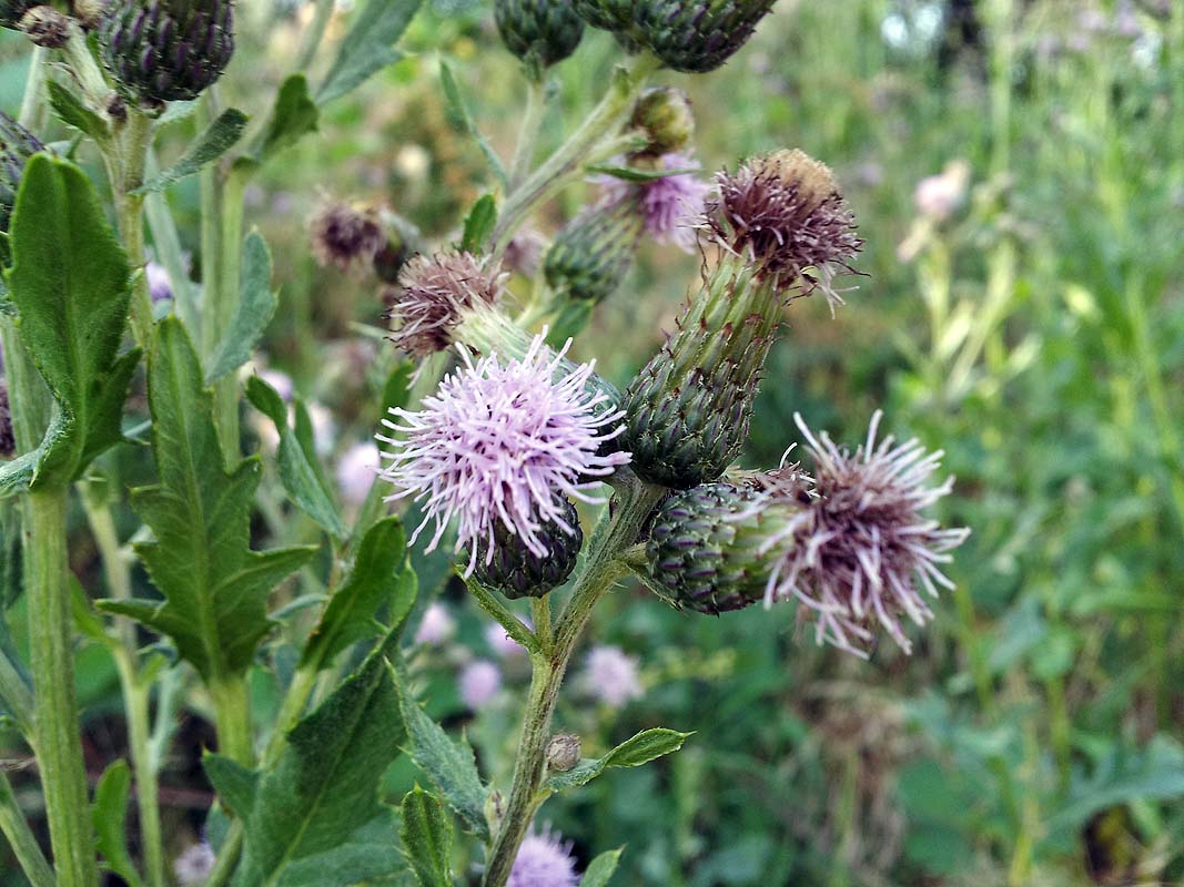 Cirsium arvense / Cardo campestre