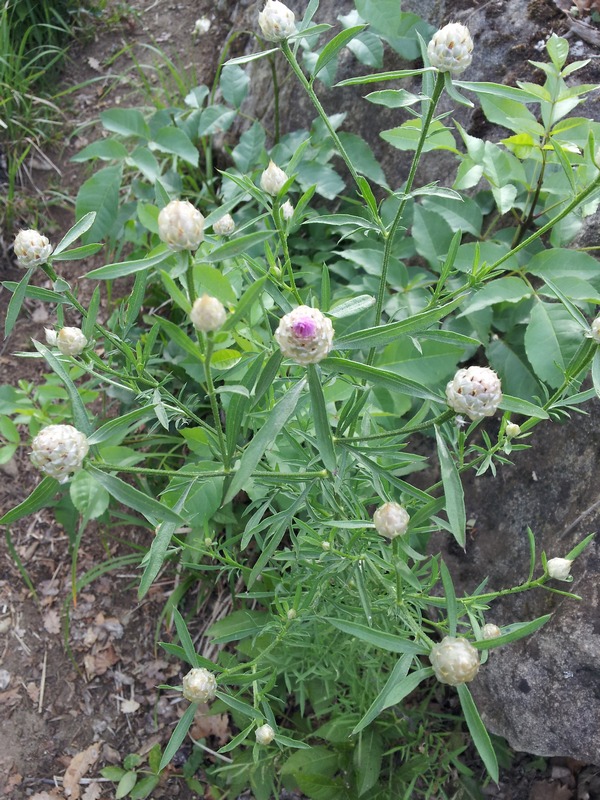 Centaurea deusta?