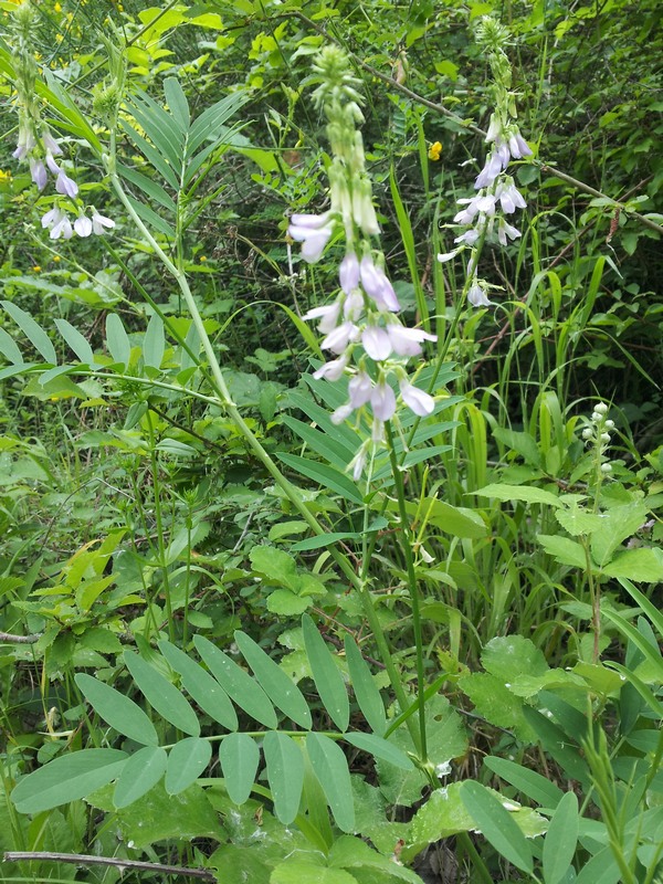 Galega officinalis / Capraggine