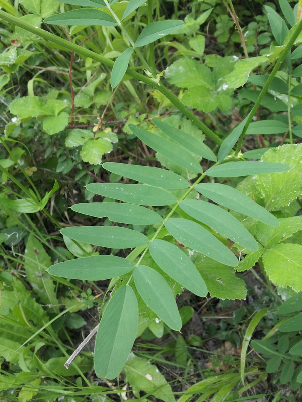 Galega officinalis / Capraggine