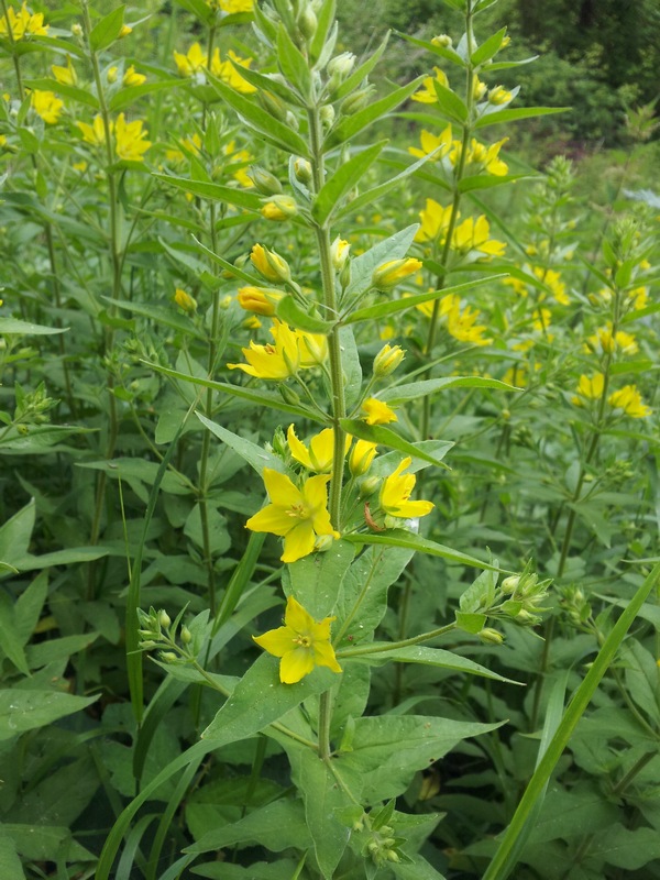 Lysimachia punctata / Mazza-d''oro punteggiata