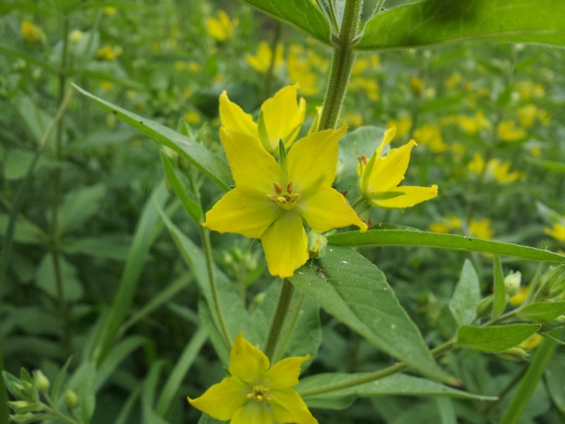 Lysimachia punctata / Mazza-d''oro punteggiata