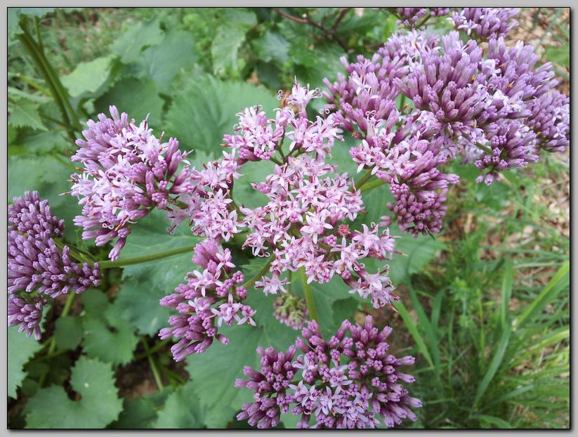 Adenostyles australis