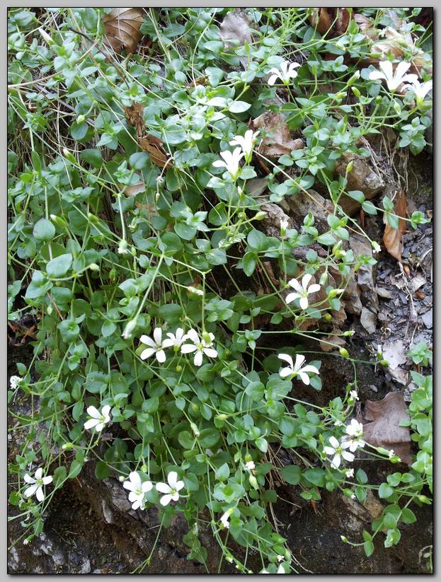 Arenaria bertolonii