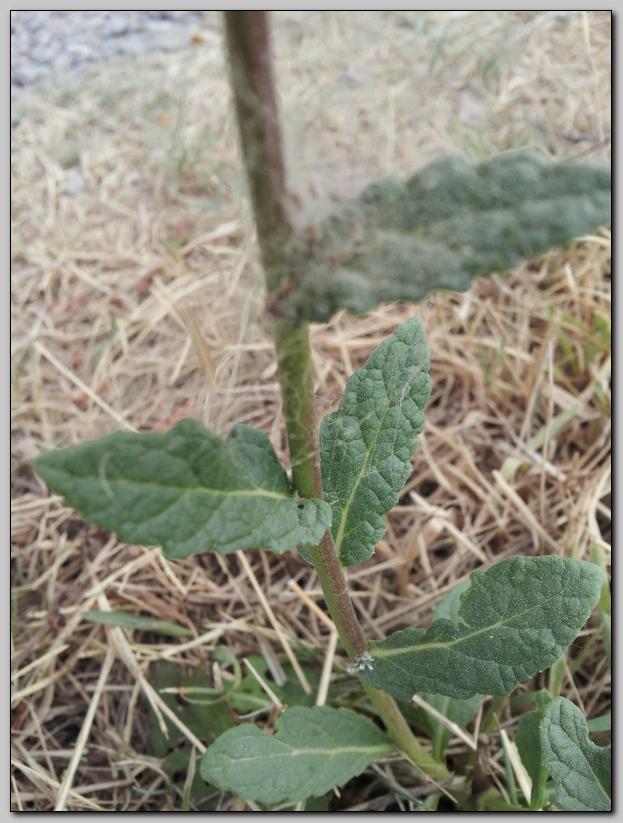Verbascum blattaria / Verbasco polline