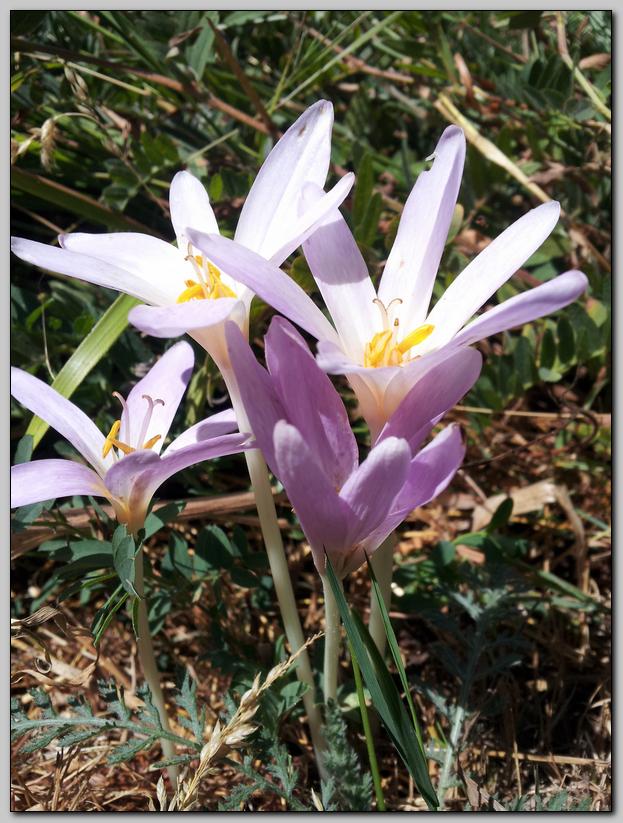Da determinare - Colchicum cfr. autumnale