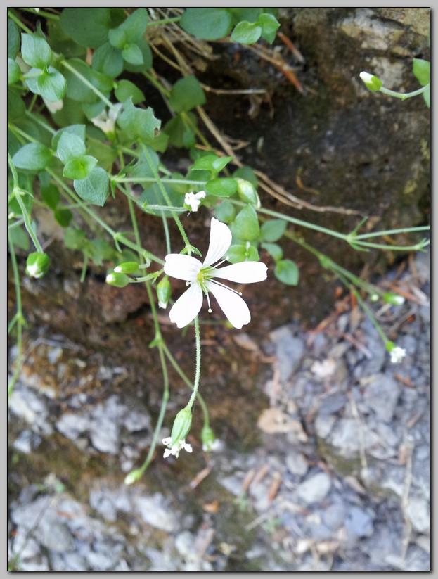 Arenaria bertolonii