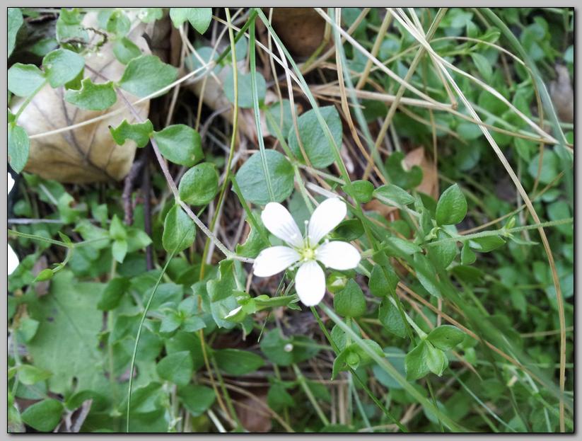 Arenaria bertolonii